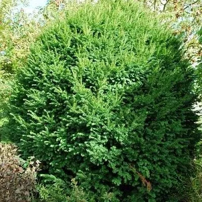 Тис РЕПАНДЕНС ягодный  Тис РЕПАНДЕНС ягодный в Москве