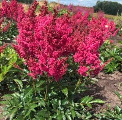 Астильба ЛАКИ ДЕЙ Арендса — описание сорта Астильба ЛАКИ ДЕЙ Арендса в Москве