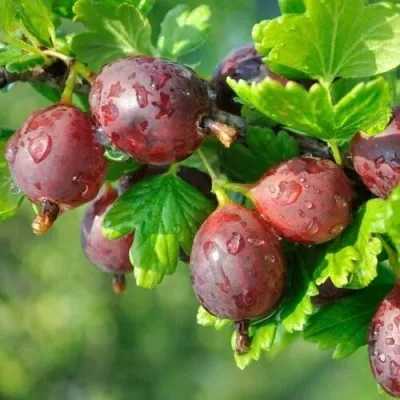 Крыжовник СЕРЕНАДА — описание сорта Крыжовник СЕРЕНАДА в Москве