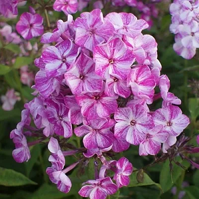 саженцы флокса саженцы флокса