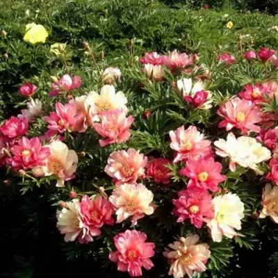 Пион ДЖУЛИЯ РОУЗ ито-гибрид — описание сорта Пион ДЖУЛИЯ РОУЗ ито-гибрид в Москве