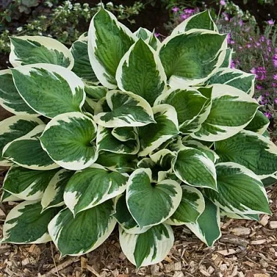 Хоста КАРИН гибридная  Хоста КАРИН гибридная в Москве