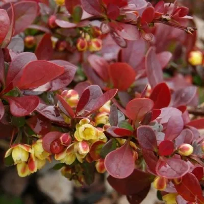 Барбарис КАРМЕН тунберга в Москве