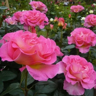 Саженцы роз ПИНК ПАРАДАЙЗ чайно-гибридная — описание сорта Саженцы роз ПИНК ПАРАДАЙЗ чайно-гибридная в Москве