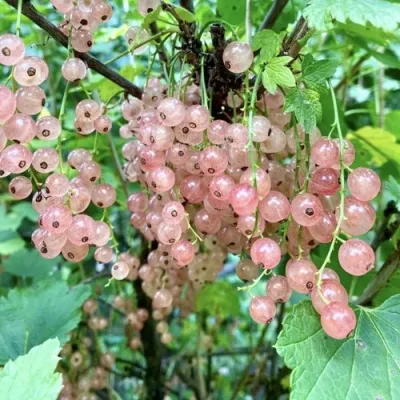 Смородина розовая ГОЛЛАНДСКАЯ РОЗОВАЯ — описание сорта Смородина розовая ГОЛЛАНДСКАЯ РОЗОВАЯ в Москве