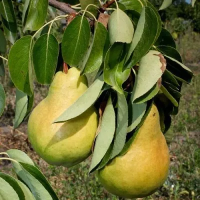 Груша ДЮШЕС ЛЕТНИЙ — описание сорта Груша ДЮШЕС ЛЕТНИЙ в Москве