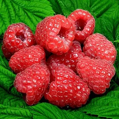 Саженцы малины Глен ампл Саженцы малины Глен ампл