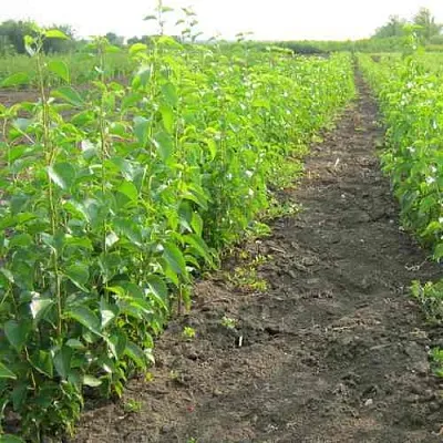 Подвой черешни ДИКАЯ ЧЕРЕШНЯ  Подвой черешни ДИКАЯ ЧЕРЕШНЯ в Москве