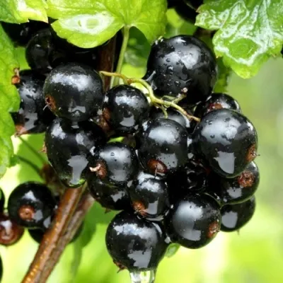 Смородина чёрная БЕЛОРУССКАЯ СЛАДКАЯ — описание сорта Смородина чёрная БЕЛОРУССКАЯ СЛАДКАЯ в Москве