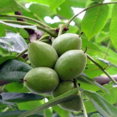 Орех маньчжурский МИЧУРИНЕЦ — описание сорта Орех маньчжурский МИЧУРИНЕЦ в Москве