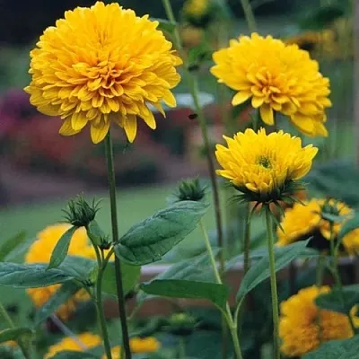 Подсолнечник СОЛЕЙЛ ДЕ ОР  Подсолнечник СОЛЕЙЛ ДЕ ОР в Москве