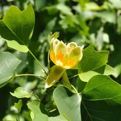 ЛИРИОДЕНДРОН тюльпанный — описание сорта ЛИРИОДЕНДРОН тюльпанный в Москве