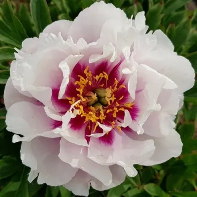 Пион КОРА ЛУИЗА ито-гибрид — описание сорта Пион КОРА ЛУИЗА ито-гибрид в Москве