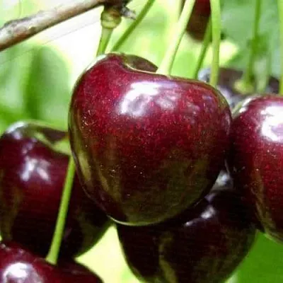 Черешня РОССОШАНСКАЯ КРУПНАЯ  Черешня РОССОШАНСКАЯ КРУПНАЯ в Москве