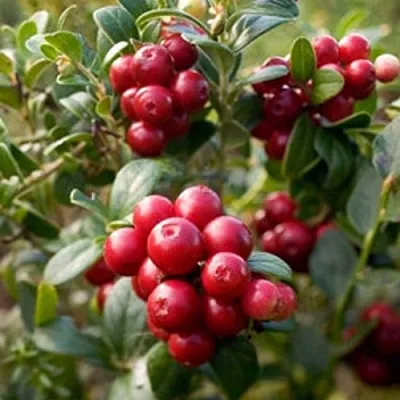 Клюква ХОЛЬШТАЙН  Клюква ХОЛЬШТАЙН в Москве