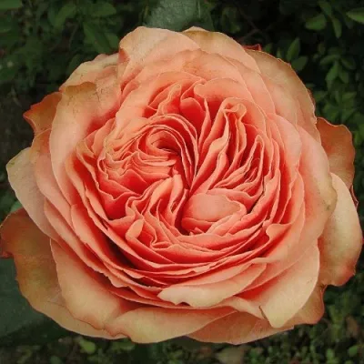 Саженцы роз КАХАЛА чайно-гибридная — описание сорта Саженцы роз КАХАЛА чайно-гибридная в Москве