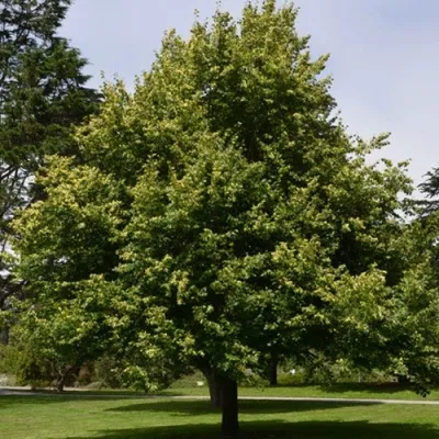 Липа сердцевидная — описание сорта Липа сердцевидная в Москве