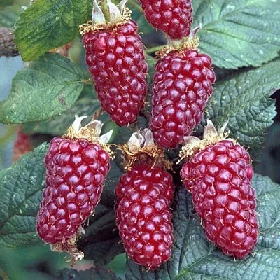 Ежемалина ТАЙБЕРРИ  Ежемалина ТАЙБЕРРИ в Москве