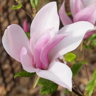 Магнолия БЕТТИ  Магнолия БЕТТИ в Москве