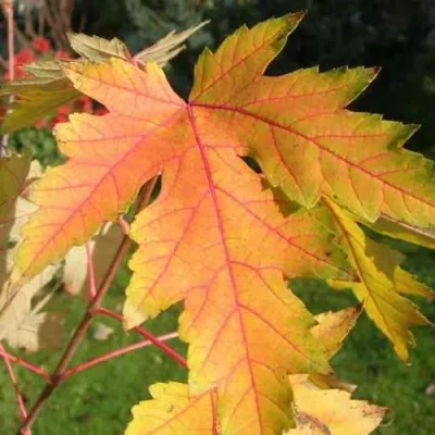 Клен серебристый — описание сорта Клен серебристый в Москве