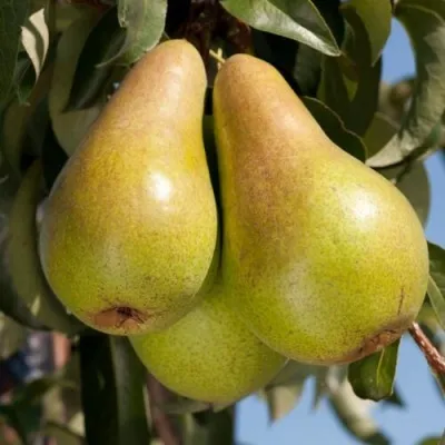 Груша КОНКОРД — описание сорта Груша КОНКОРД в Москве