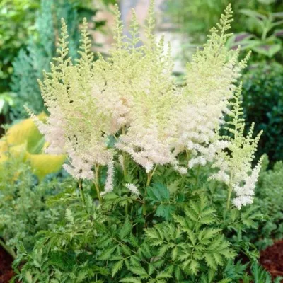 Астильба МИЛК ЭНД ХАНИ китайская — описание сорта Астильба МИЛК ЭНД ХАНИ китайская в Москве