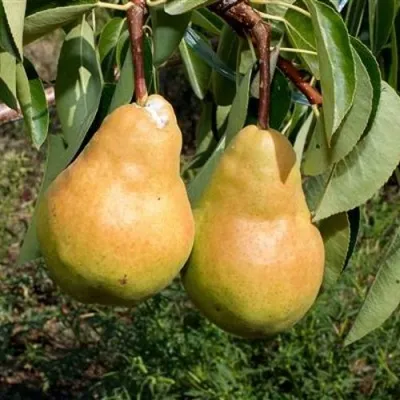 Груша ДЮШЕС ЛЕТНИЙ — описание сорта Груша ДЮШЕС ЛЕТНИЙ в Москве