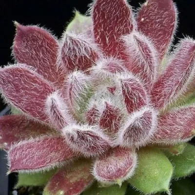 Молодило ТАРАНТУЛА — описание сорта Молодило ТАРАНТУЛА в Москве