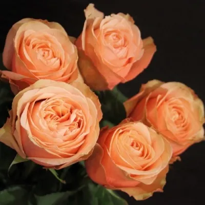 Саженцы роз КАХАЛА чайно-гибридная — описание сорта Саженцы роз КАХАЛА чайно-гибридная в Москве