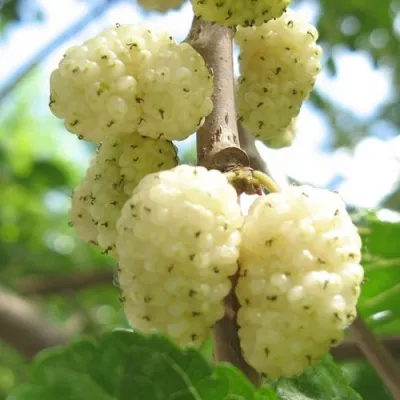 Шелковица МИЛАНОВИК — описание сорта Шелковица МИЛАНОВИК в Москве