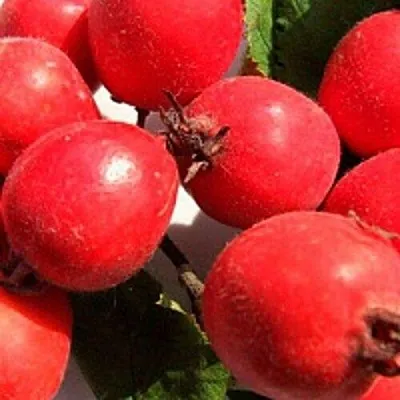 Боярышник КРУПНОПЛОДНЫЙ  Боярышник КРУПНОПЛОДНЫЙ в Москве