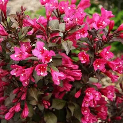 Вейгела БЛЭК РУБИ  Вейгела БЛЭК РУБИ в Москве