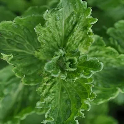 Мята КРИСПА  Мята КРИСПА в Москве