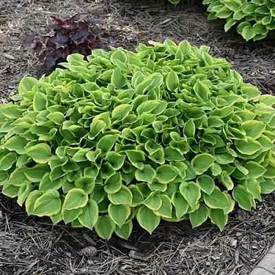 Хоста ГОЛДЕН ТИАРА  Хоста ГОЛДЕН ТИАРА в Москве