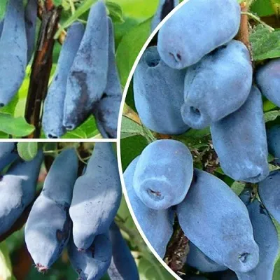 Комплект СИЯНИЕ ГЛАЗ — описание сорта Комплект СИЯНИЕ ГЛАЗ в Москве