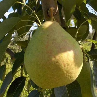 Груша СЛАДКАЯ ИЗ МЛИЕВА  Груша СЛАДКАЯ ИЗ МЛИЕВА в Москве