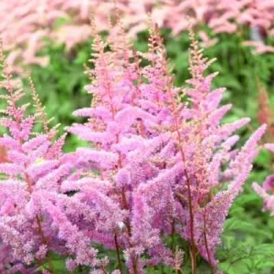 Астильба АМЕРИКА Арендса — описание сорта Астильба АМЕРИКА Арендса в Москве