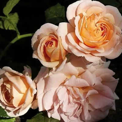 Саженцы роз ГЕЙША чайно-гибридная в Москве