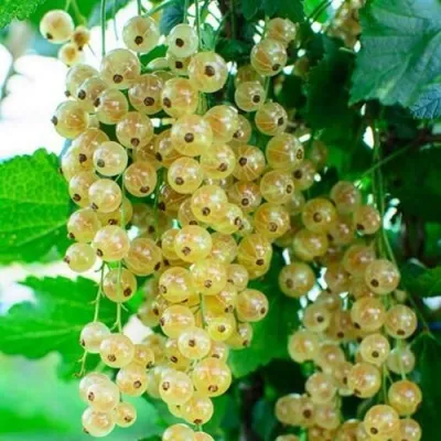 Смородина белая БАЯНА — описание сорта Смородина белая БАЯНА в Москве