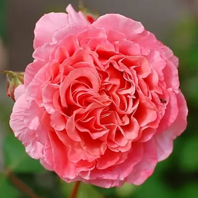 Саженцы роз ЛОРАН КАБРОЛЬ шраб в Москве