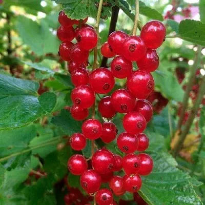 Смородина красная КОНСТАНТИНОВСКАЯ  Смородина красная КОНСТАНТИНОВСКАЯ в Москве