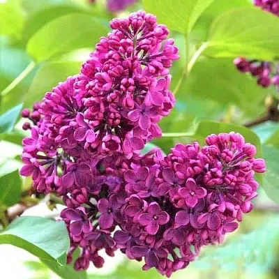 Сирень ЧАРЛЬЗ ДЖОЛИ  Сирень ЧАРЛЬЗ ДЖОЛИ в Москве