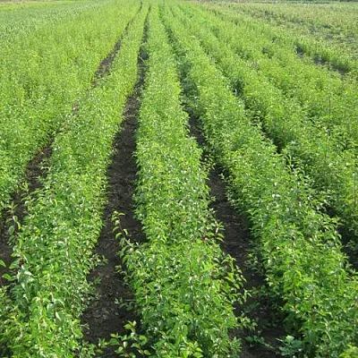 Подвой сливы ДИКАЯ АЛЫЧА  Подвой сливы ДИКАЯ АЛЫЧА в Москве