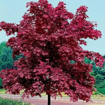 Клен КРИМСОН КИНГ остролистный — описание сорта Клен КРИМСОН КИНГ остролистный в Москве