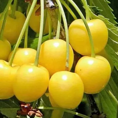 Черешня РОССОШАНСКАЯ ЗОЛОТАЯ  Черешня РОССОШАНСКАЯ ЗОЛОТАЯ в Москве