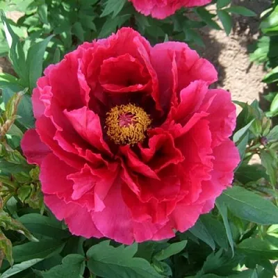 Пион КРАСНЫЙ ГИГАНТ древовидный  Пион КРАСНЫЙ ГИГАНТ древовидный в Москве