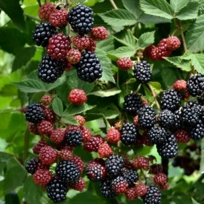 Ежевика РУБЕН ремонтантная — описание сорта Ежевика РУБЕН ремонтантная в Москве