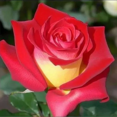 Саженцы роз ФРЕНДШИП чайно-гибридная — описание сорта Саженцы роз ФРЕНДШИП чайно-гибридная в Москве