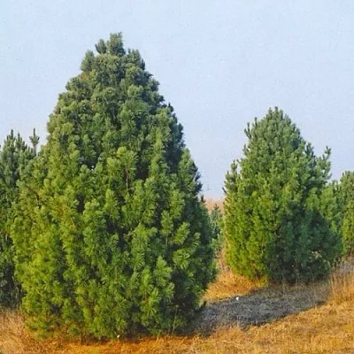 Сосна черная ПИРАМИДАЛИС  Сосна черная ПИРАМИДАЛИС в Москве