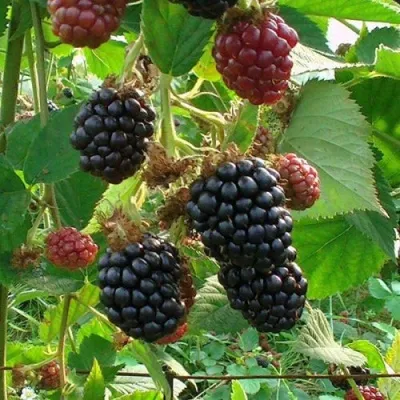 Ежевика ЧЕСТЕР бесшипная — описание сорта Ежевика ЧЕСТЕР бесшипная в Москве